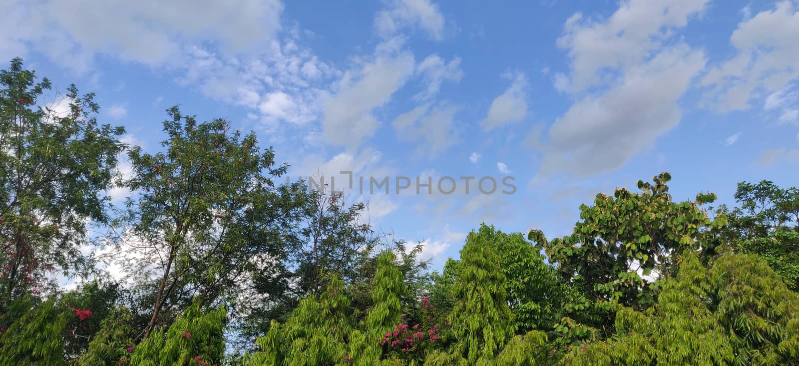 Lush green against bright blue sky with clouds by mshivangi92