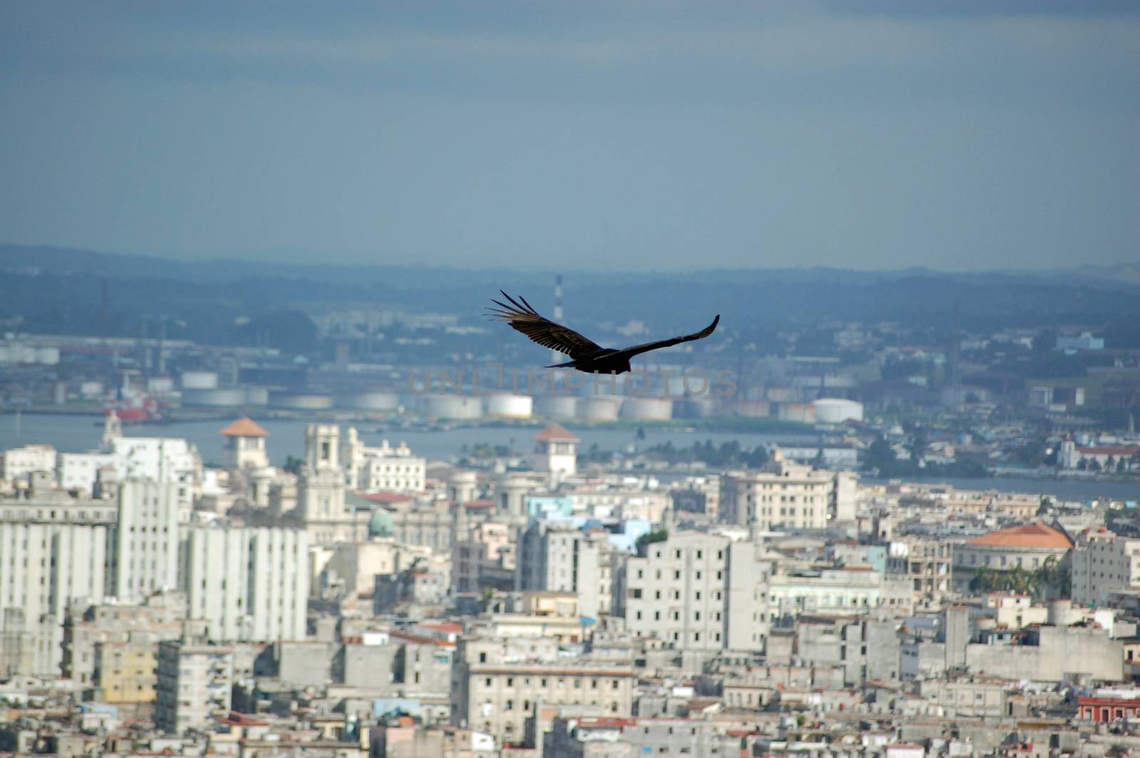 A turkey vulture, latin name Cathartes aura, flying over Central Havana, Cuba.