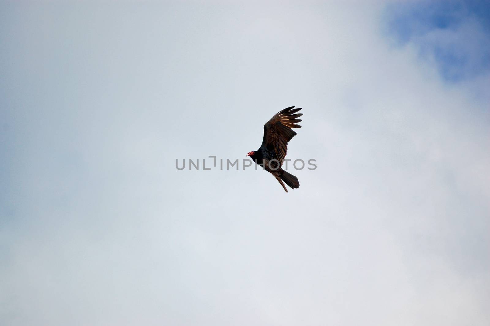View of a turkey vulture, latin name Cathartes aura, flying through the sky and contemplating landing on a roof.