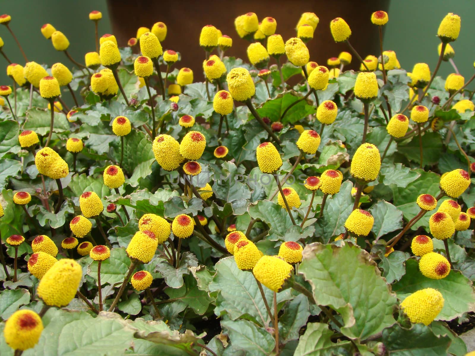 Fresh flowering para cress plant, Spilanthes oleracea by yuiyuize