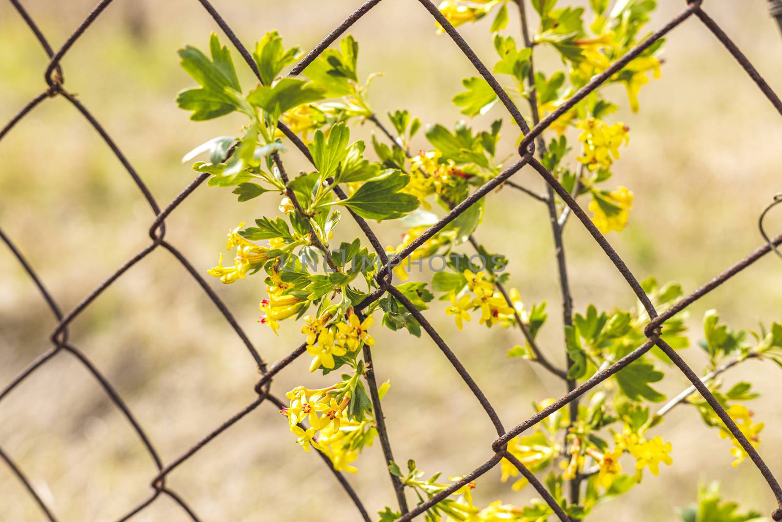 Yellow flowers of Golden Buffalo Currant Ribes Aureum background. Flowers golden currant, clove currant, pruner berry and buffalo currant on brown bokeh background, Nature concept for design. Place for your text
