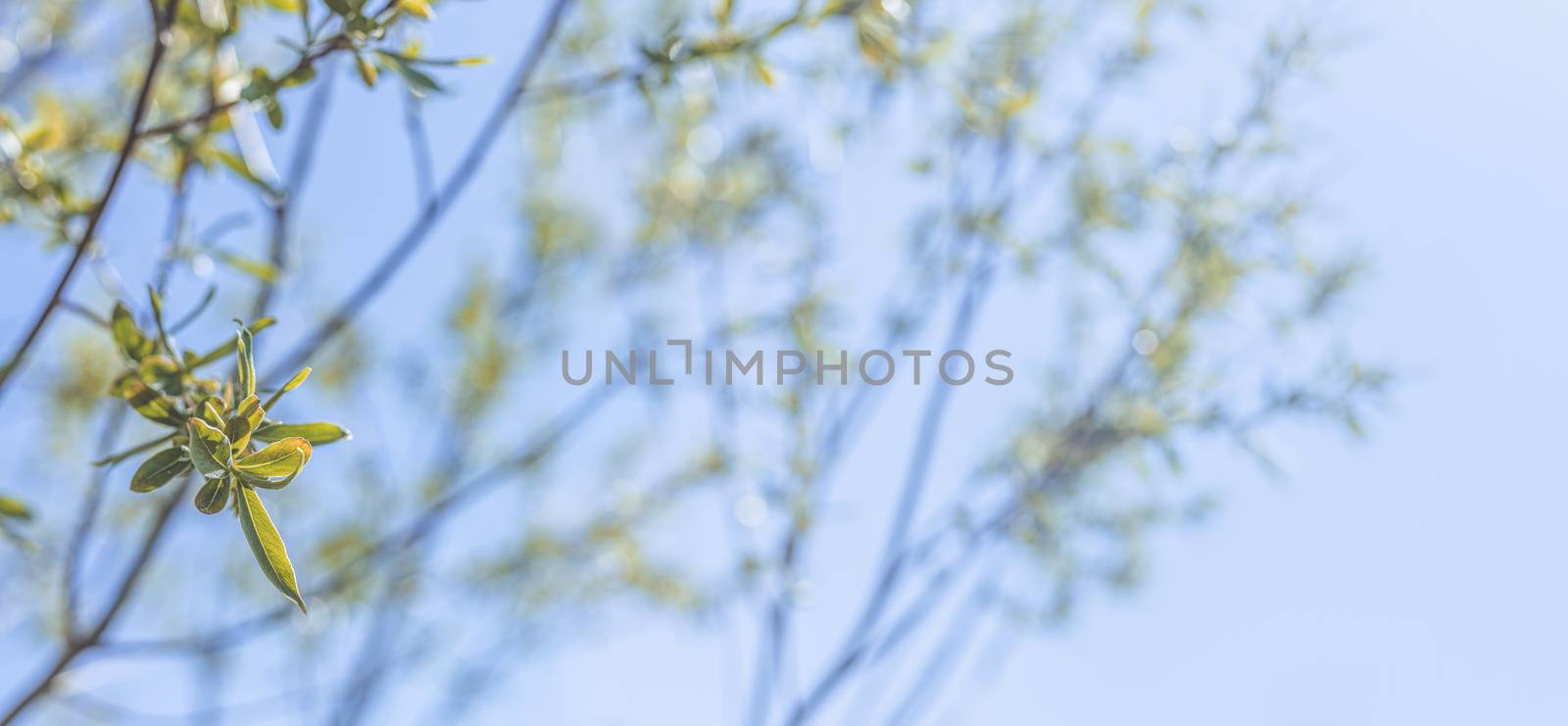 Panoramic view to spring background art with willow young green leaves. Spring day, close up, shallow depths of the field