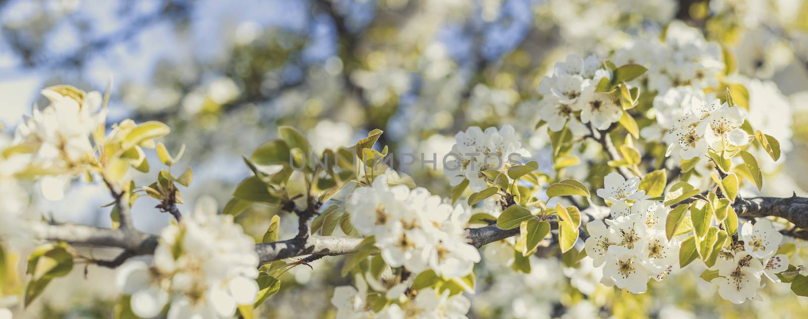 Panoramic view to blurred pear tree background with spring flowers in sunny day. Panoramic view to spring background art with white blossom, close up, shallow depths of the field