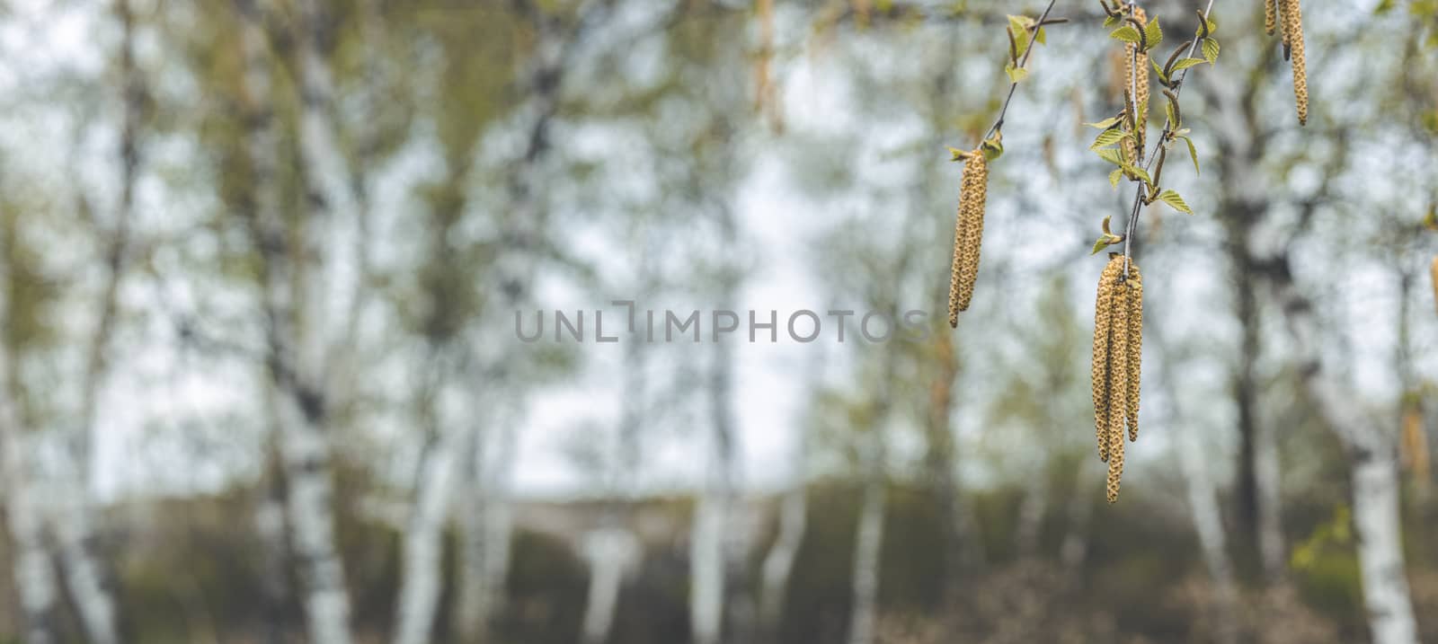 Panoramic view to spring background art with Birch (Betula sp.) leaves and catkins against a bright blue sky.	Spring day, close up, shallow depths of the field