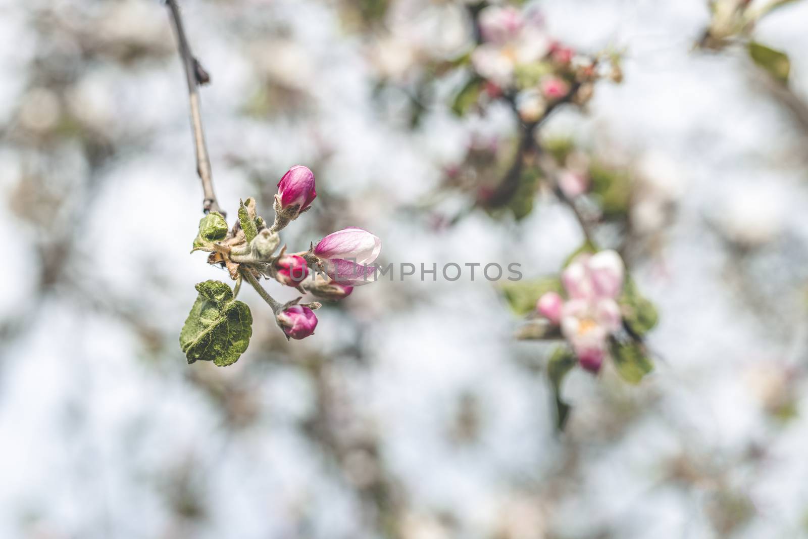 Spring background art with Pink Apple Tree Blossom. Beautiful Nature Scene with Blooming Tree and Sun Flare. Abstract Green blurred background. Shallow depth of field.