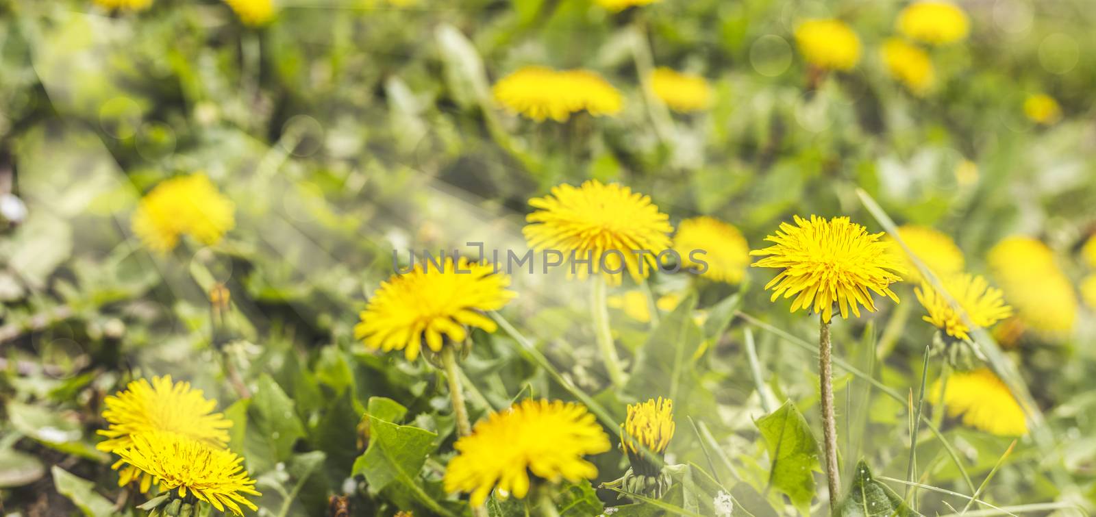 Beautiful spring dandelion flowers. Green field with yellow dandelions. Closeup of yellow spring flowers on the ground