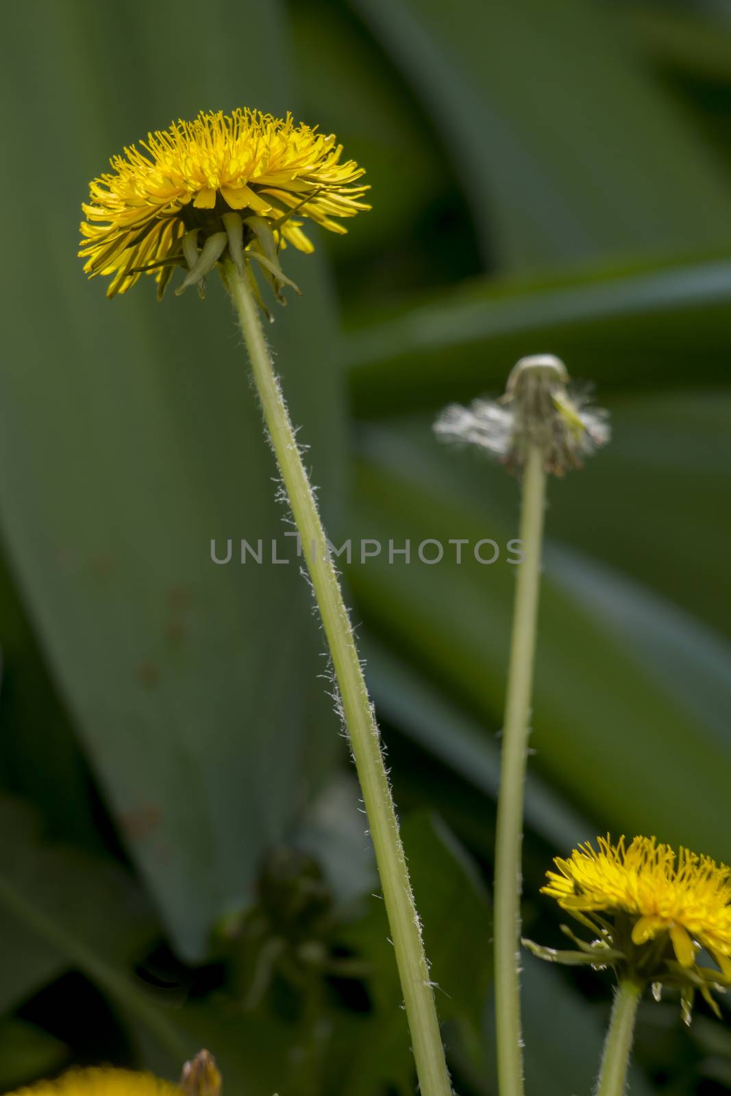Dandelion  (Taraxacum officinale) by dadalia