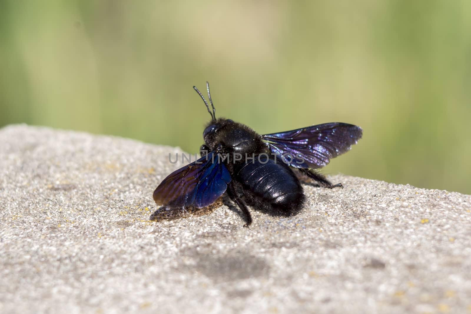 Blue bumblebee (Xylocopa violacea) is a large insect in the fields.