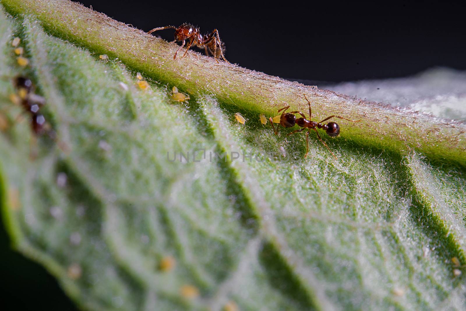 Two ants and some aphids on a green leave.