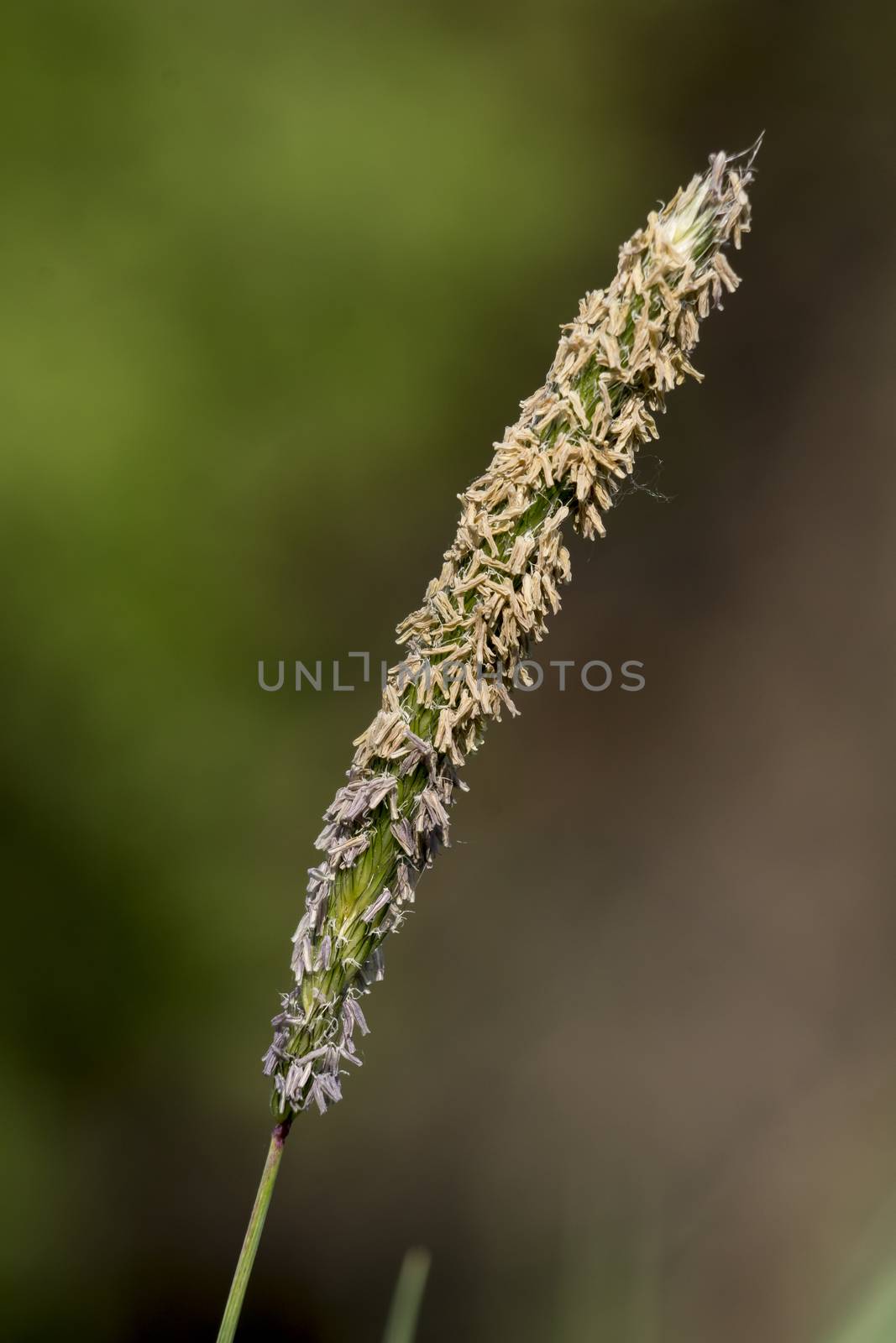 Meadow grasshopper (Alopecurus pratensis) by dadalia