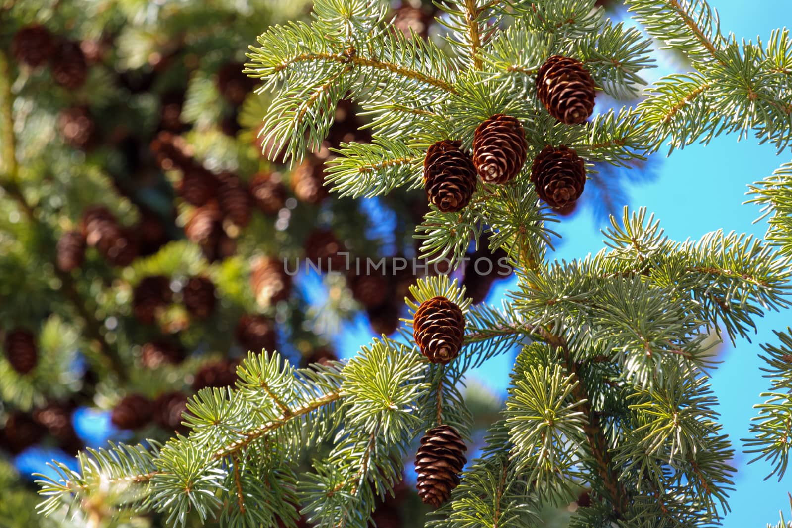 The branches, needles and cones of a spruce tree, an evergreen conifer in the pine family, are seen close up in bright, vibrant detail.
