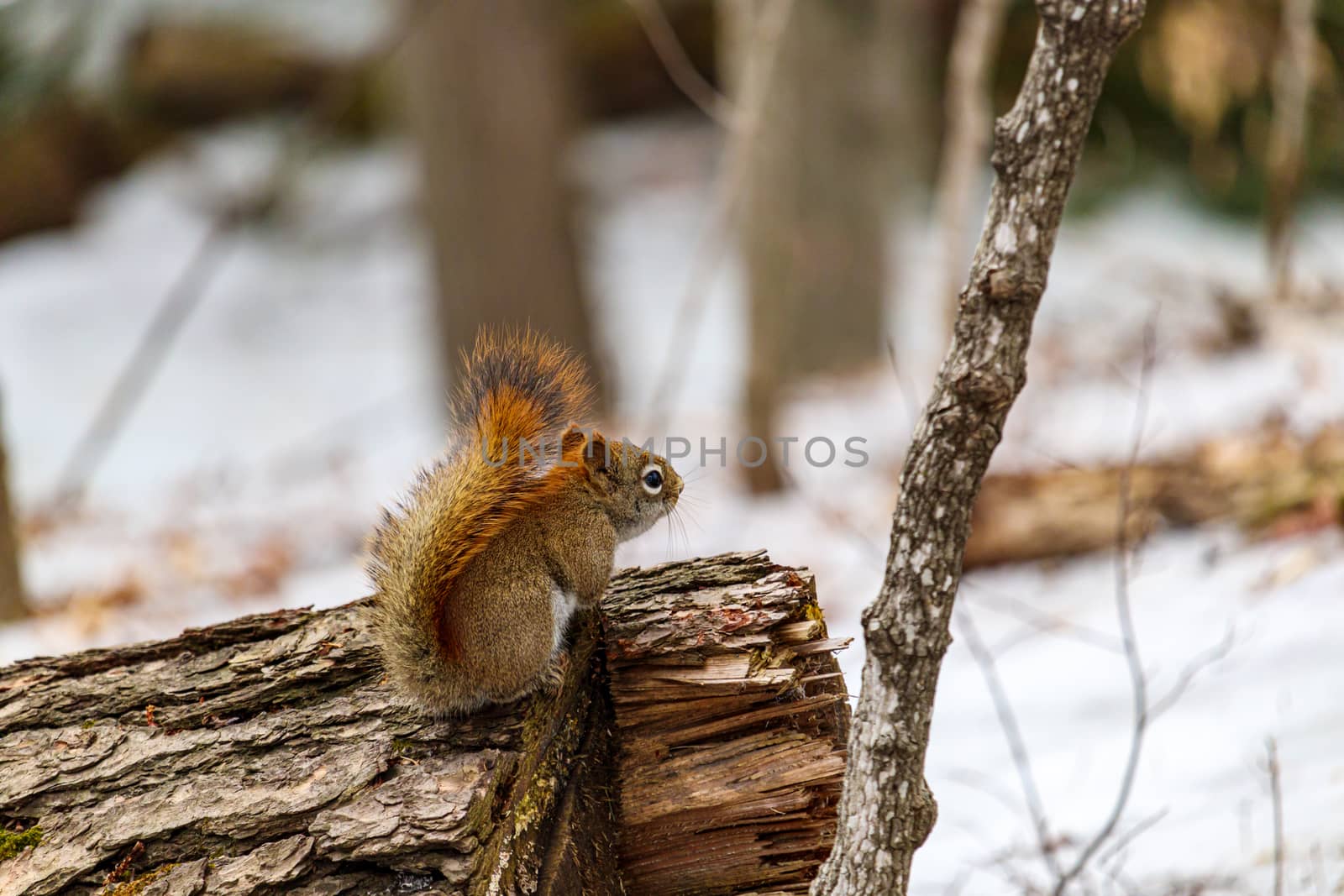 Red squirrel with fluffy tail on a log by colintemple