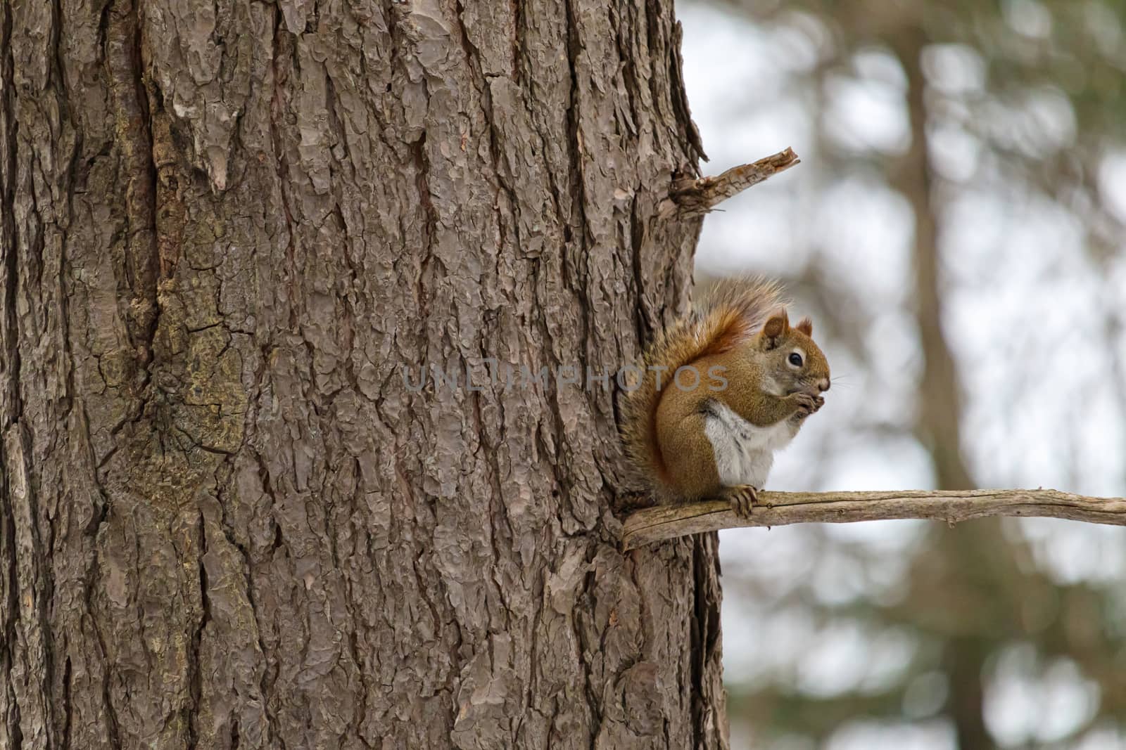 An American red squirrel is perched on a small branch by the trunk of a tree as it nibbles on seeds in its paws.