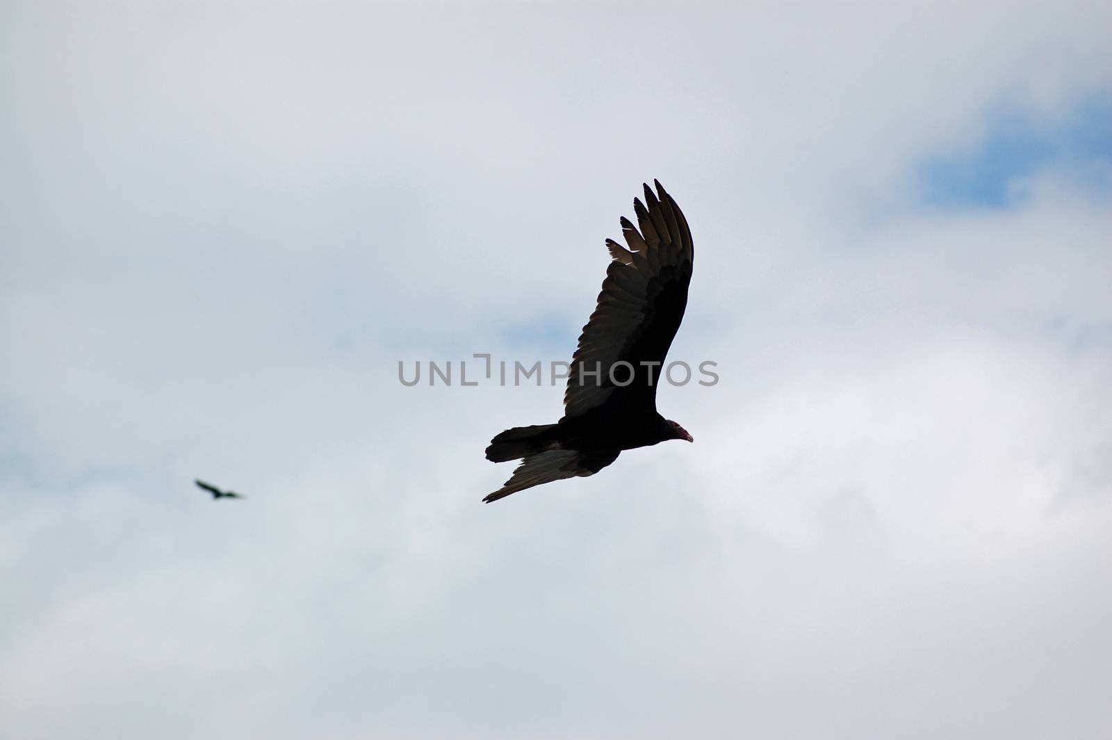 Turkey Vulture flying by BasPhoto
