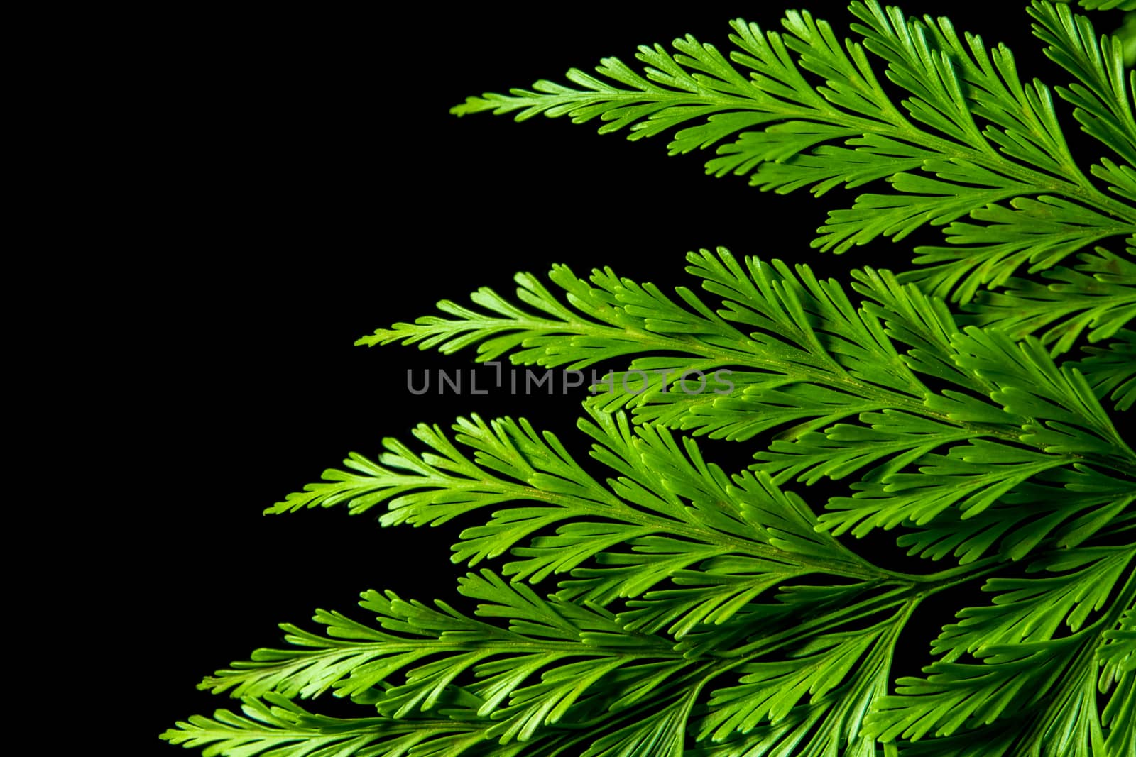 Freshness Green leaf of Fern on black background by Satakorn