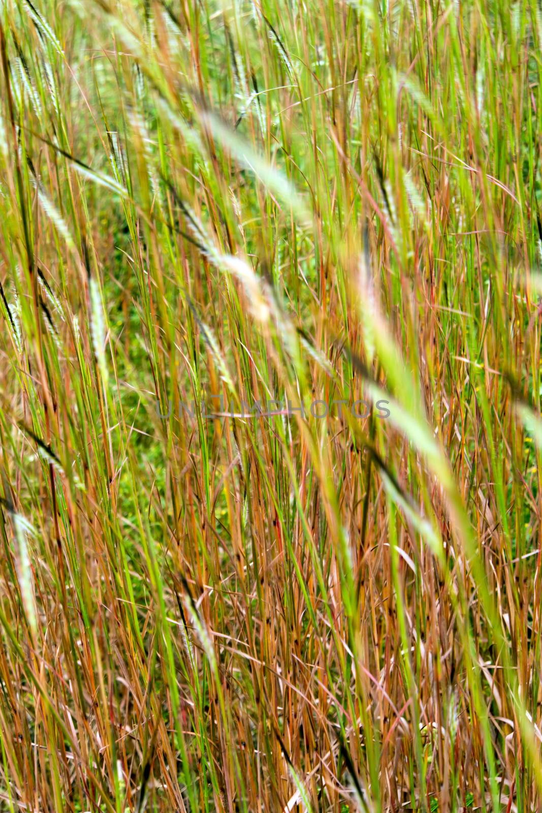 Flower of Tangle head grass in the wind by Satakorn