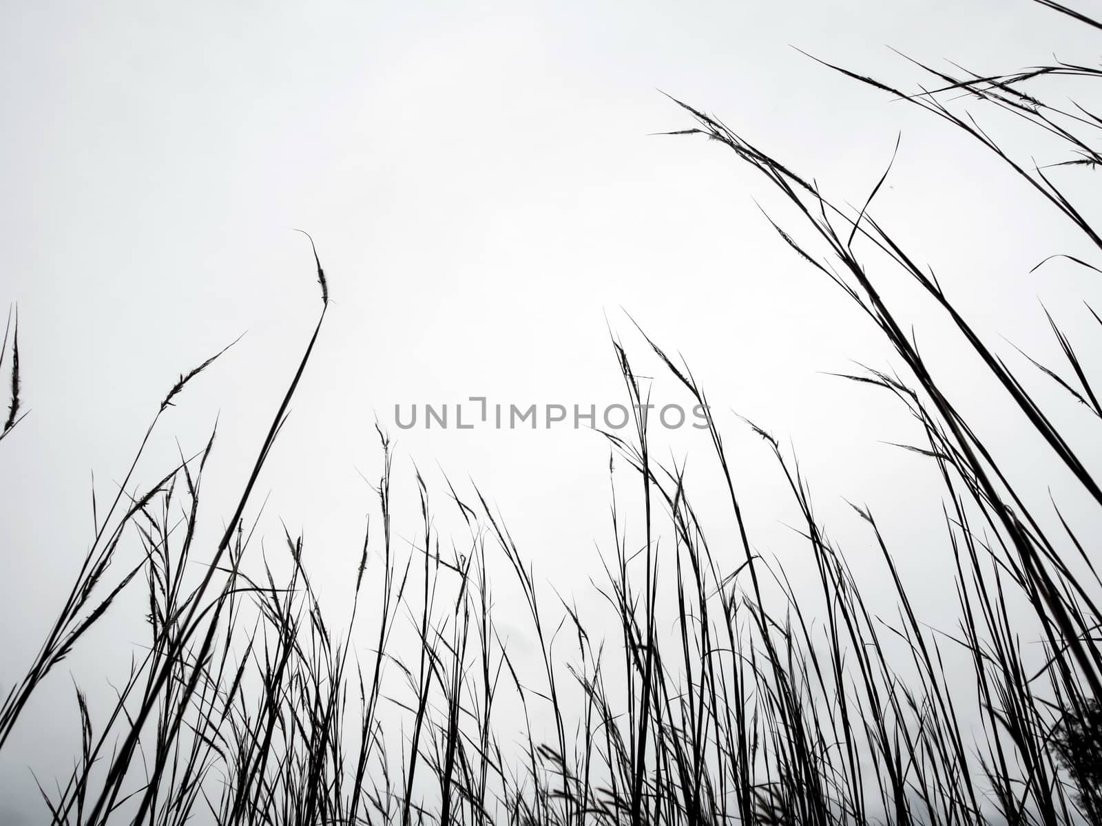 Silhouette stalk of grass flower and the sunset sky