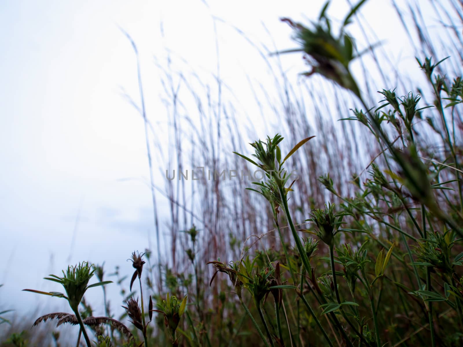 Blade of grass movement in the wind at the grassland countryside