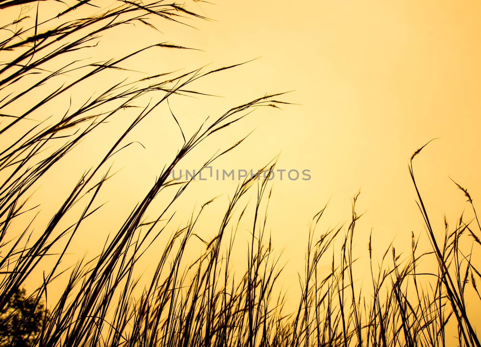 Dried stalk of grass and clear evening sky by Satakorn