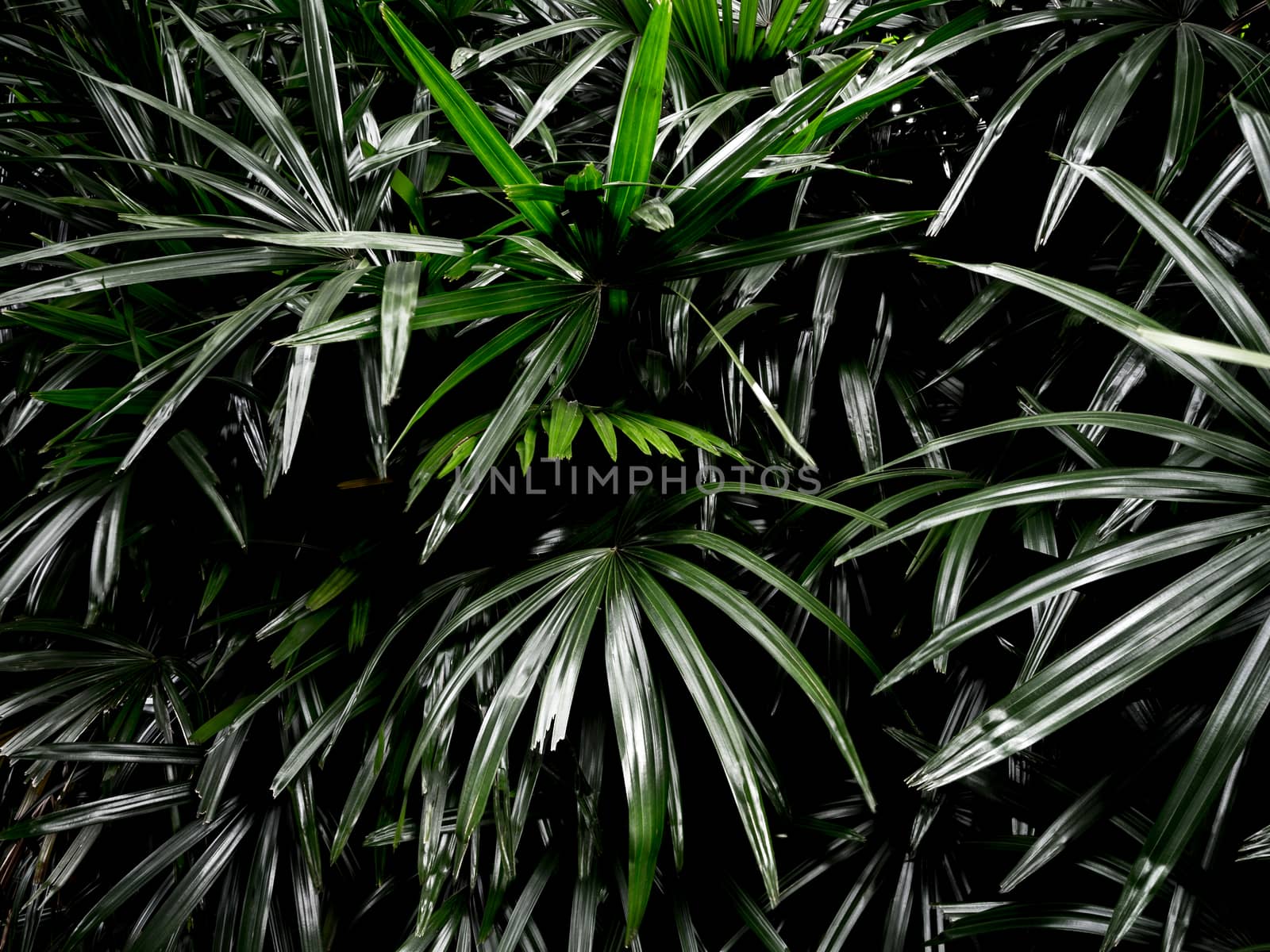 Top view of full frame freshness palm leaves surface texture in dark tone as rife nature background