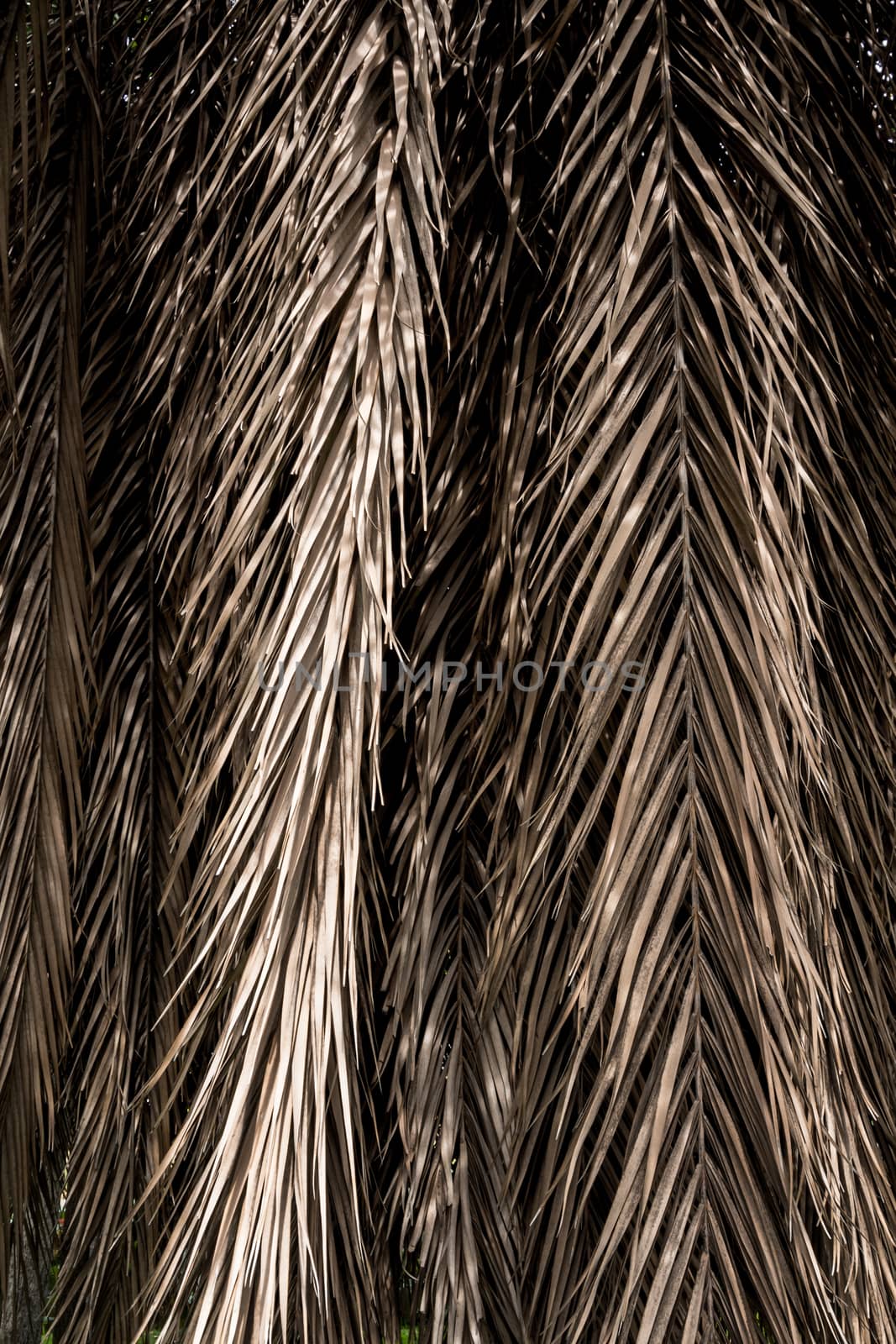 Brown strips of dry palm leaf parts. Abstract background