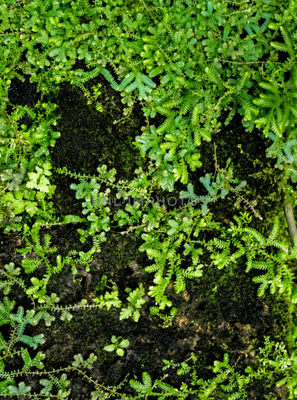 Close-up of freshness small fern leaves with moss and algae growing on the moist stone