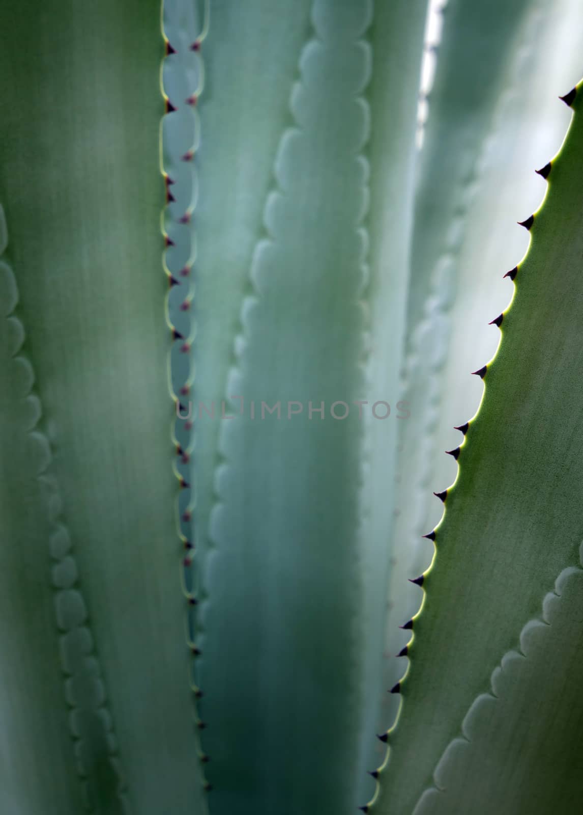 Succulent plant close-up, fresh leaves detail of Agave americana by Satakorn