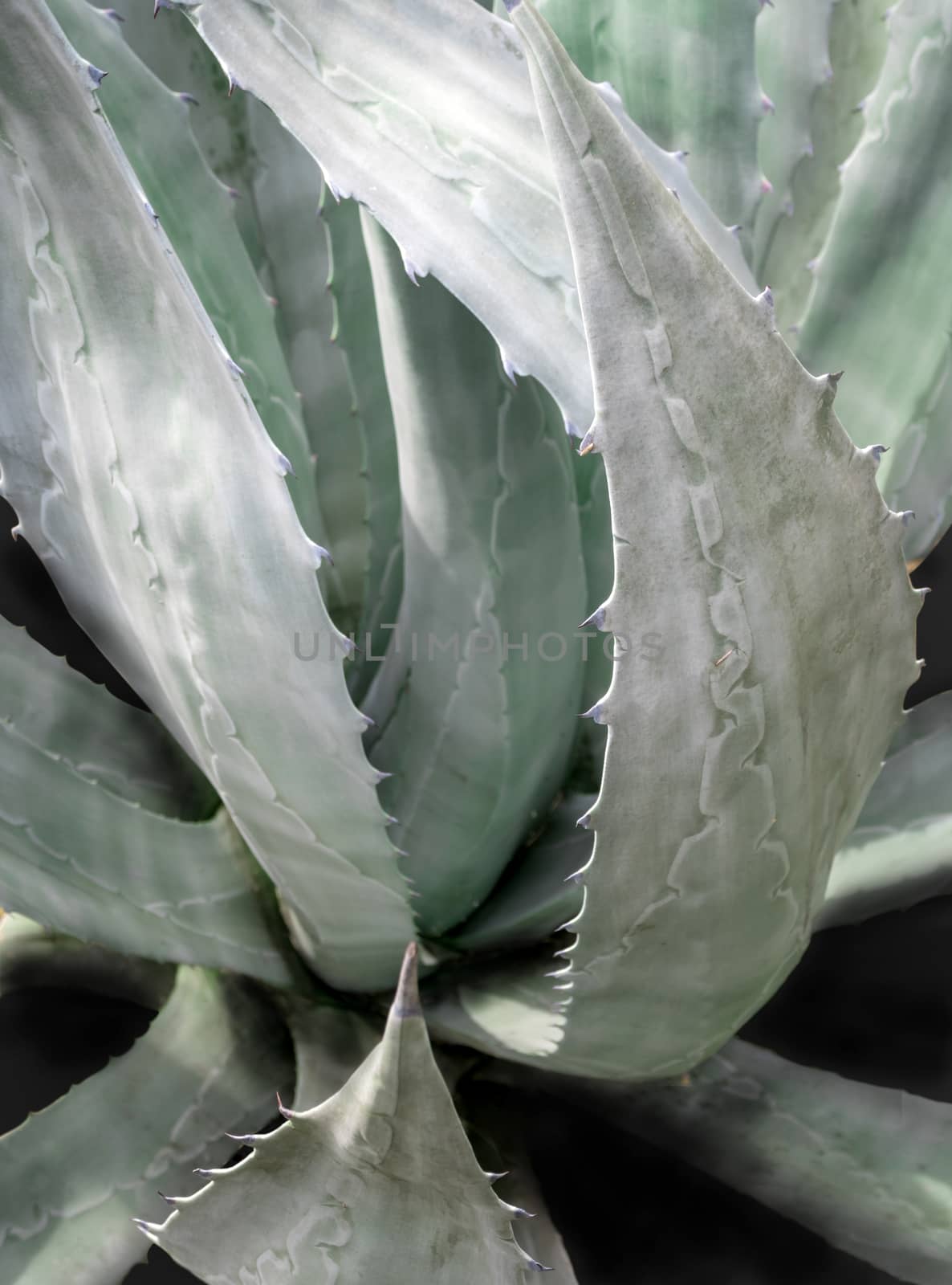 Agave succulent plant freshness texture on leaves surface with thorn of Agave americana