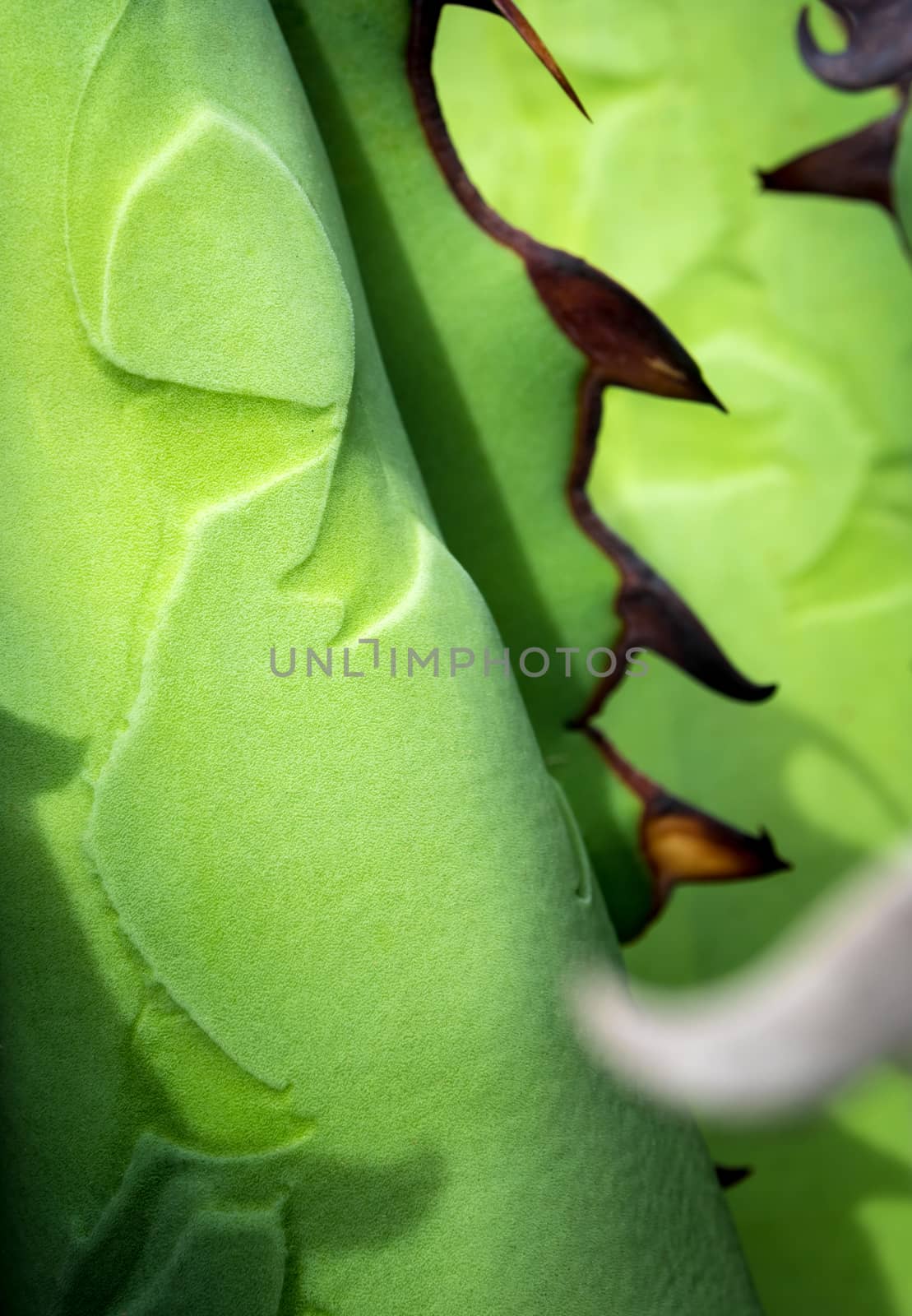 Agave succulent plant freshness texture on leaves surface with thorn of Agave titanota Gentry