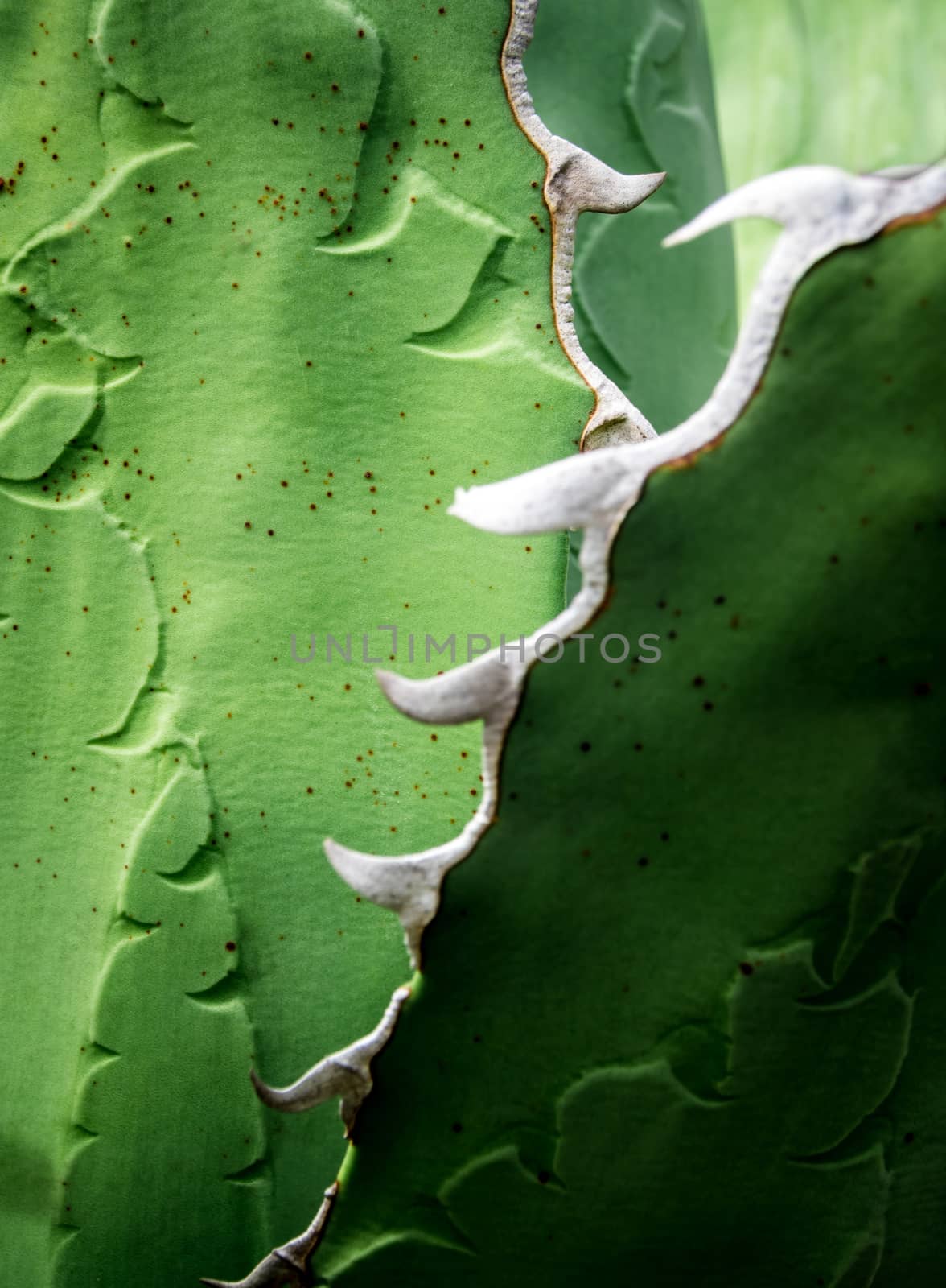 Succulent plant close-up, fresh leaves detail of Agave titanota  by Satakorn