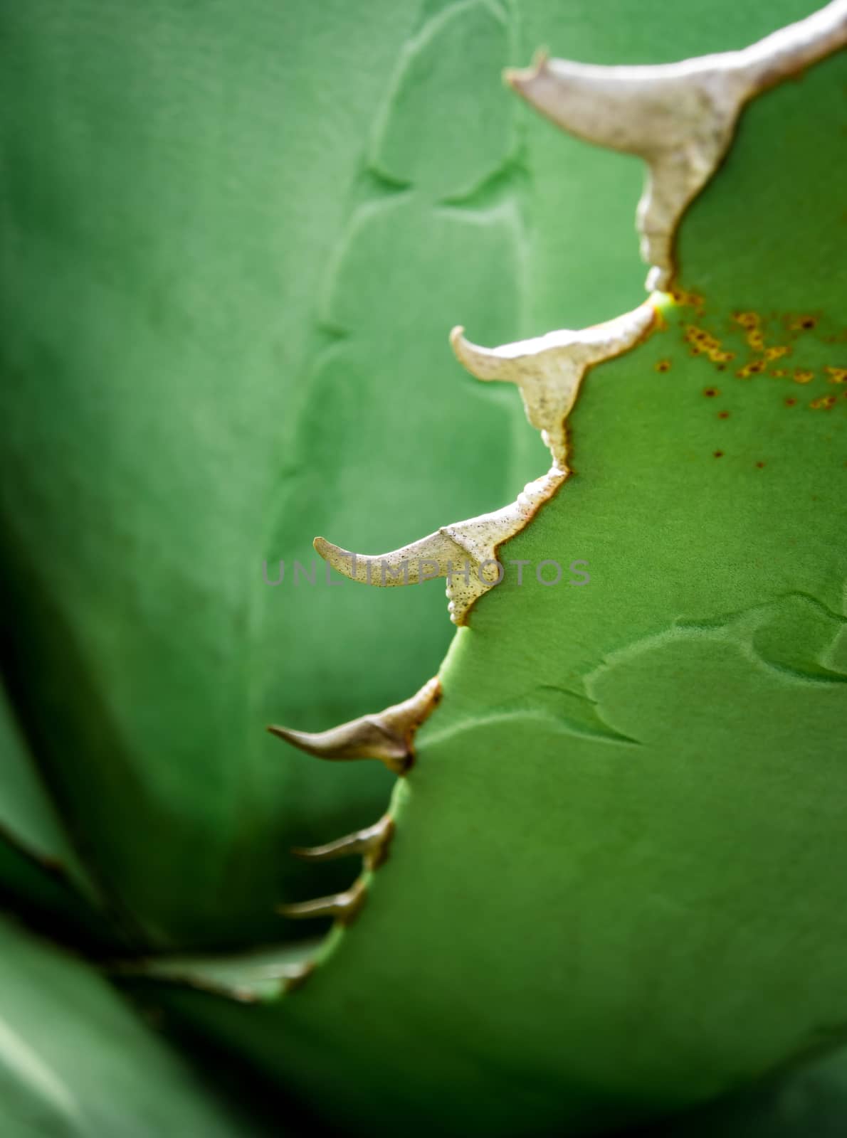 Agave succulent plant freshness texture on leaves surface with thorn of Agave titanota Gentry