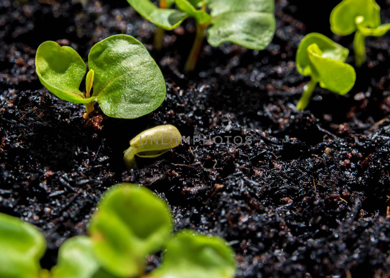 Freshness new life, leaves of young plant seeding in agriculture farm