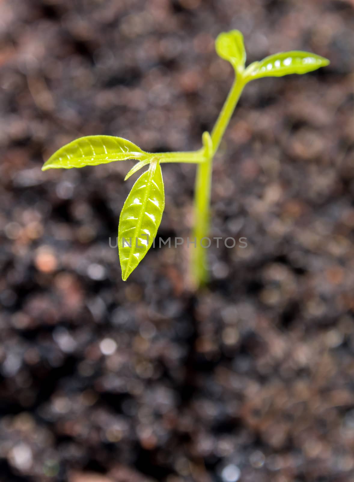 Freshness new life, leaves of young plant seeding in nature