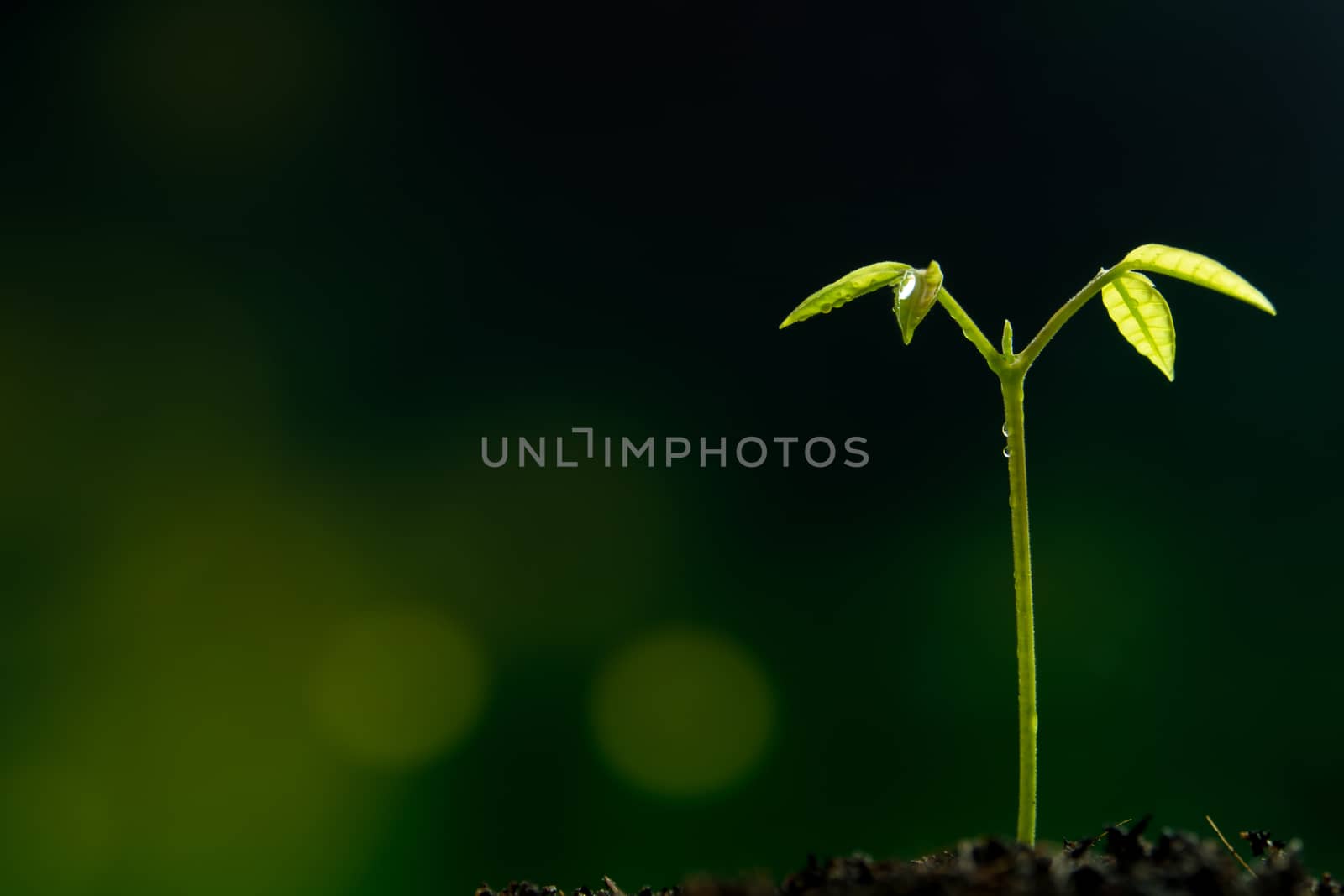 Freshness new life, leaves of young plant seeding in nature