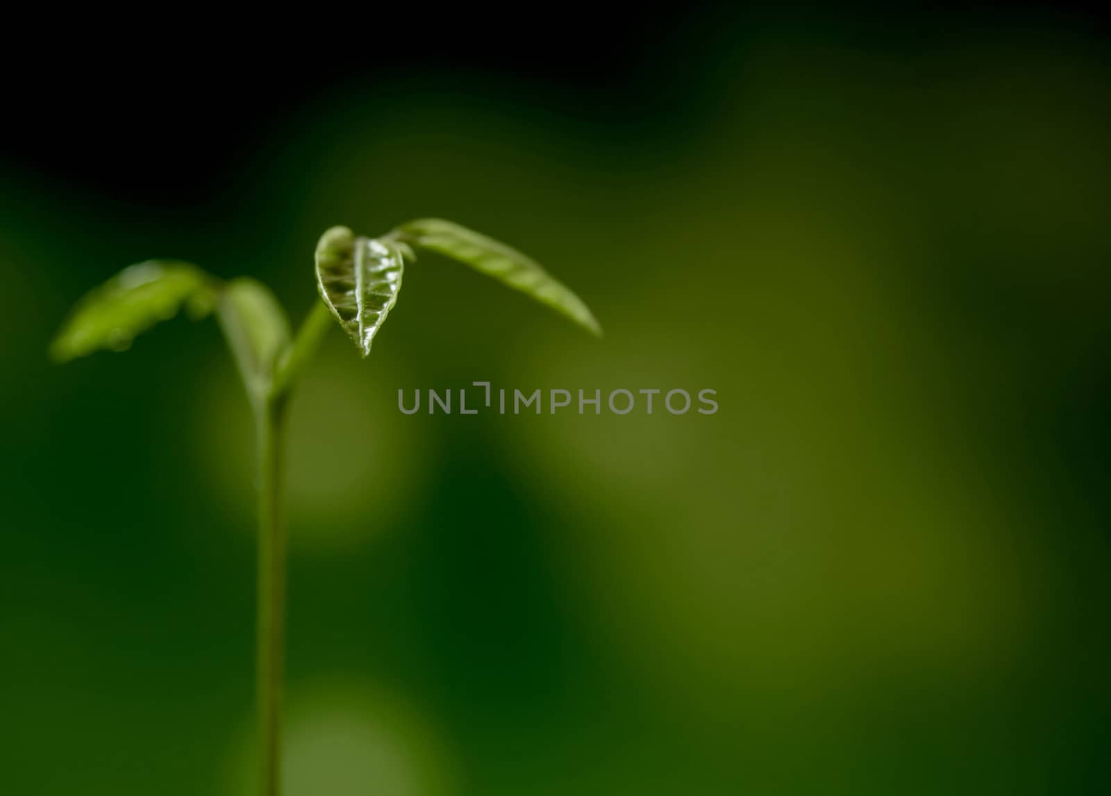 Freshness new life, leaves of young plant seeding in nature