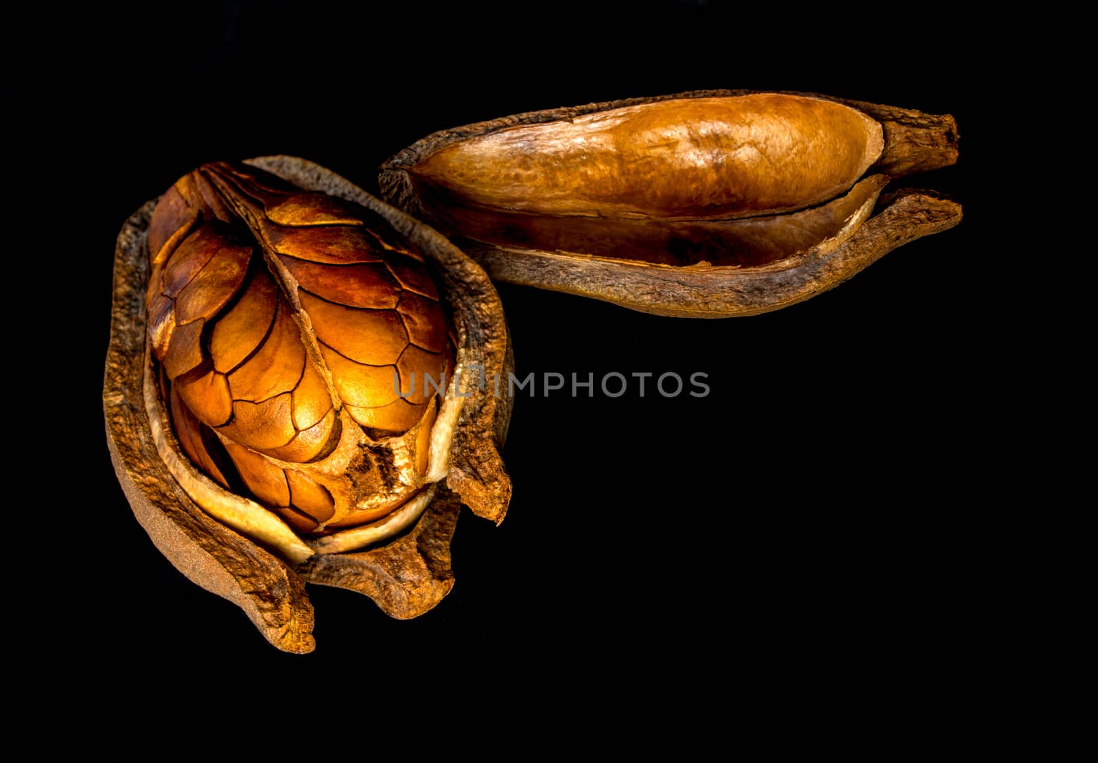 Pods and seeds of Honduras Mahogany on black background