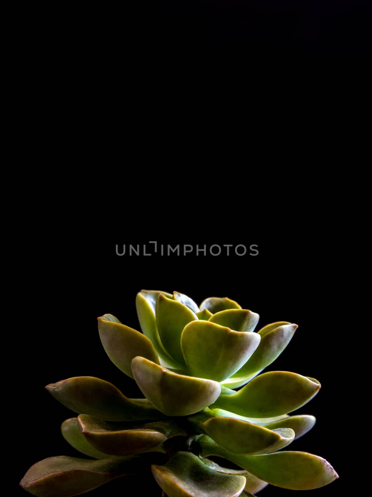 Succulent plant close-up, freshness leaves of Echeveria Chroma in tiny light on black background, high contrast 