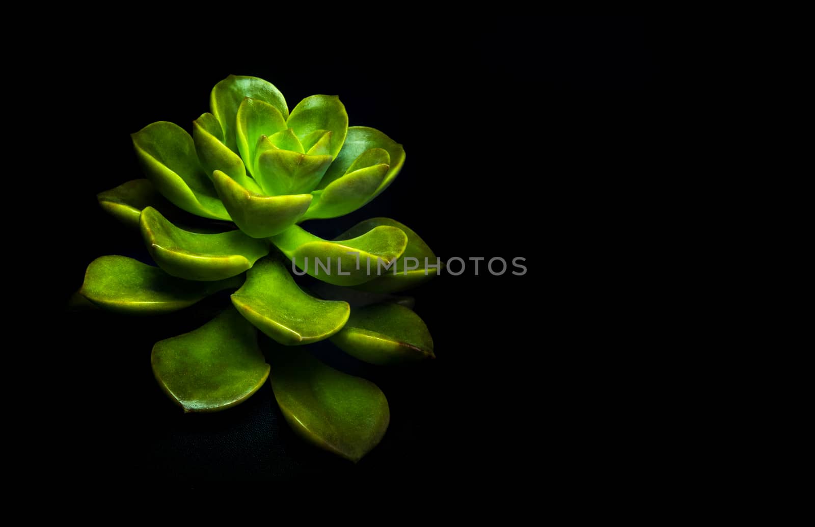 Succulent plant close-up, freshness leaves of Echeveria Chroma in tiny light on black background, high contrast 