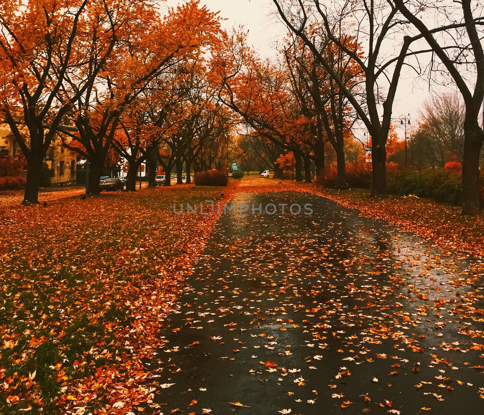Autumn nature in park, fall leaves and trees outdoors by Anneleven