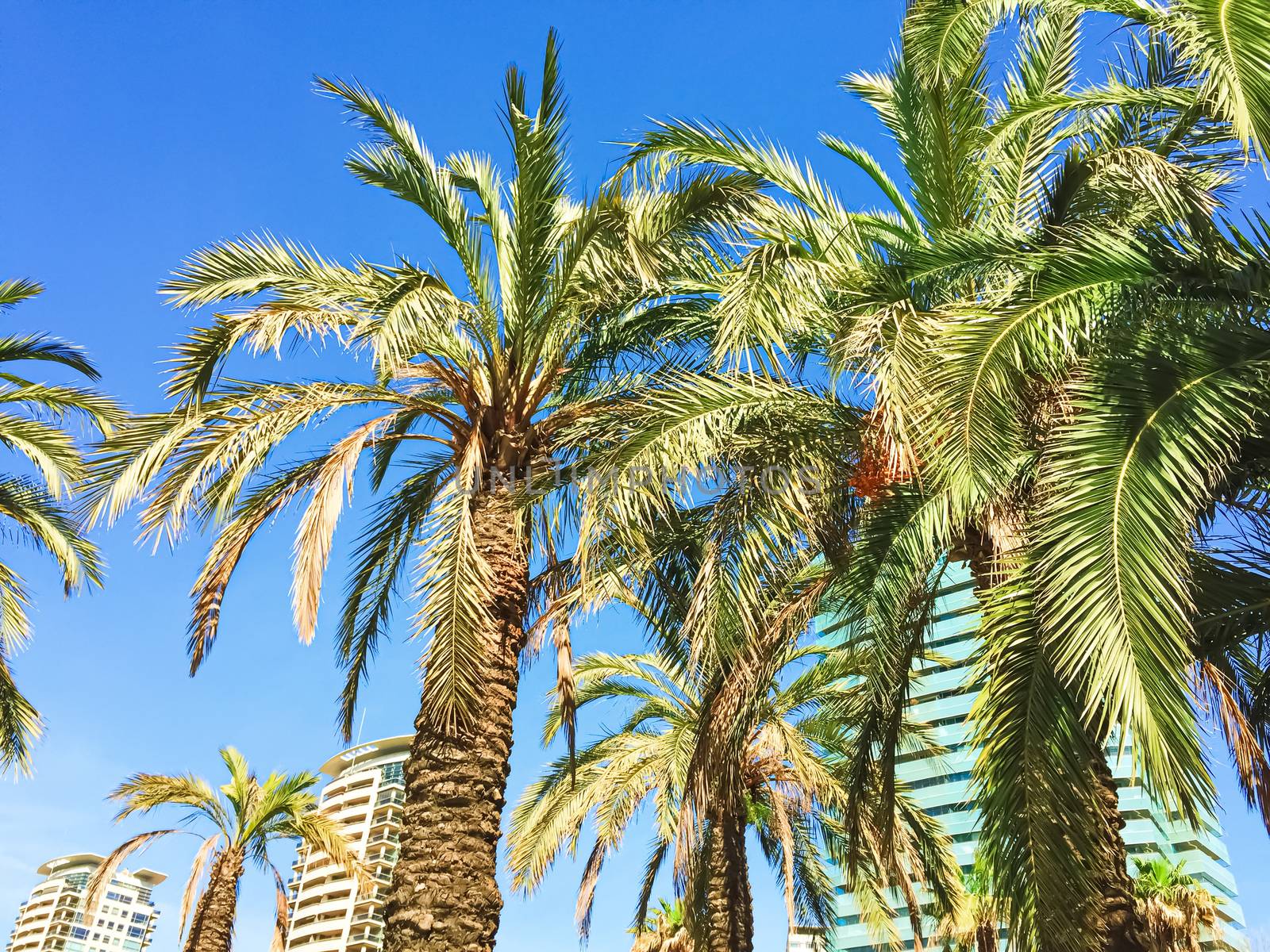 Palm trees on the beach in summer in Barcelona, nature and travel scene