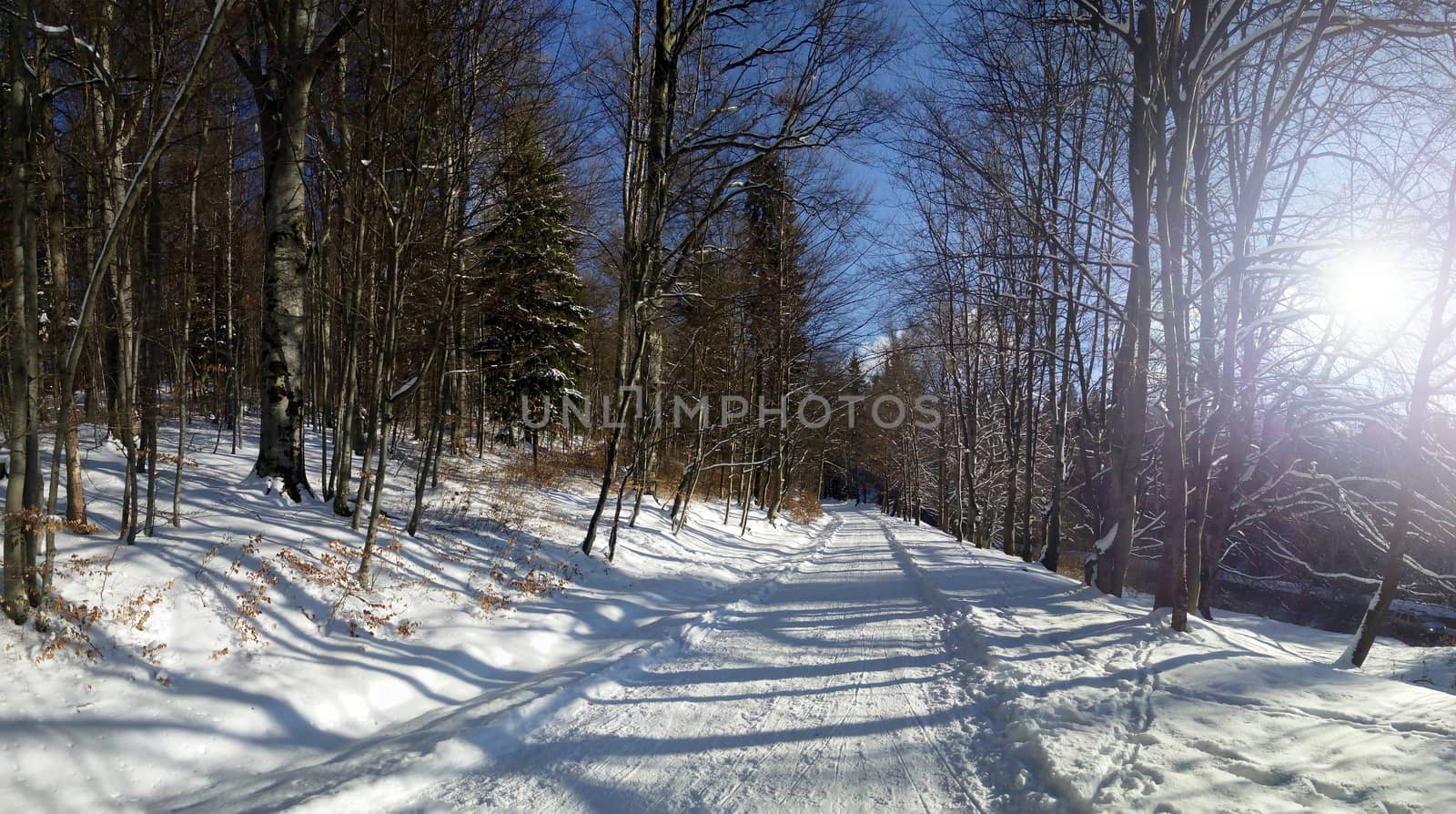 Forest road covered in snow on a winter sunny day