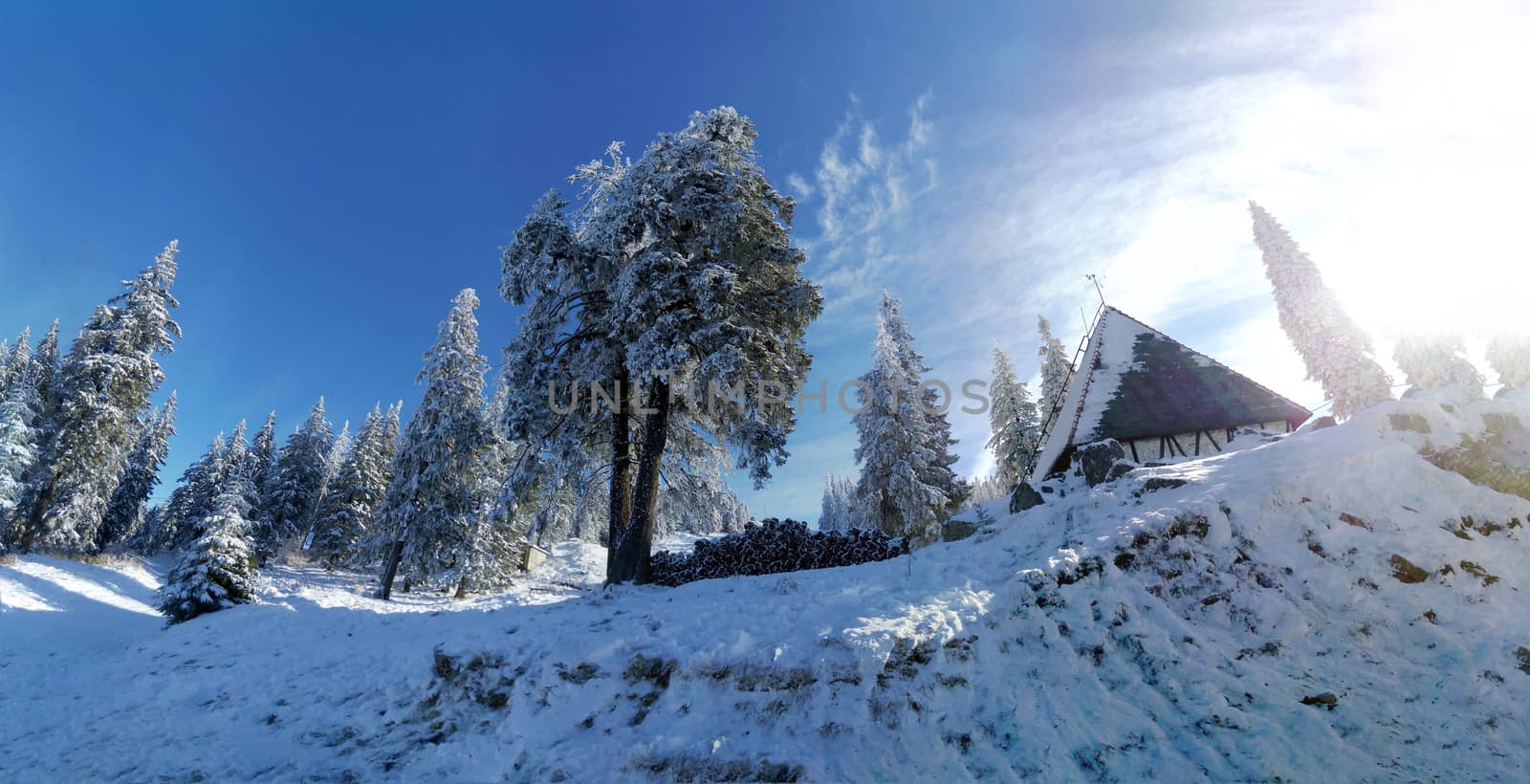 Sunny winter landscape with pines covered in snow and a traditional chalet.