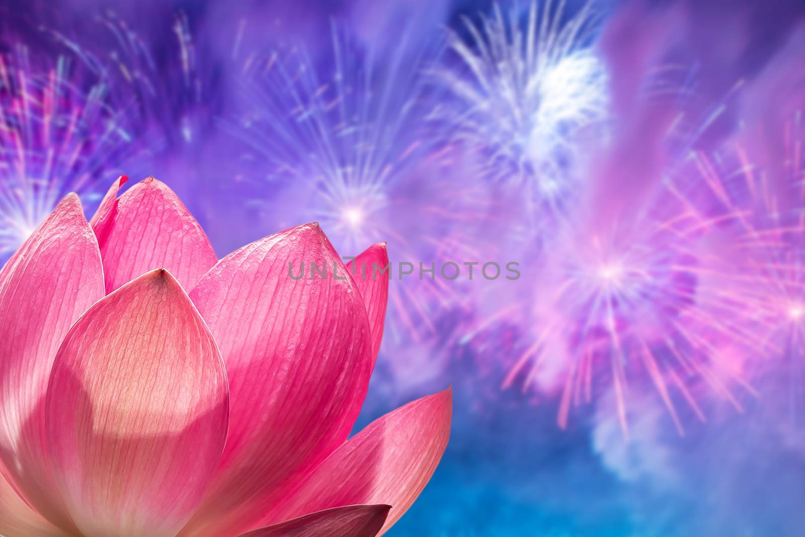 a silhouette of a pink Lotus flower against the background of a festive salute. by bonilook