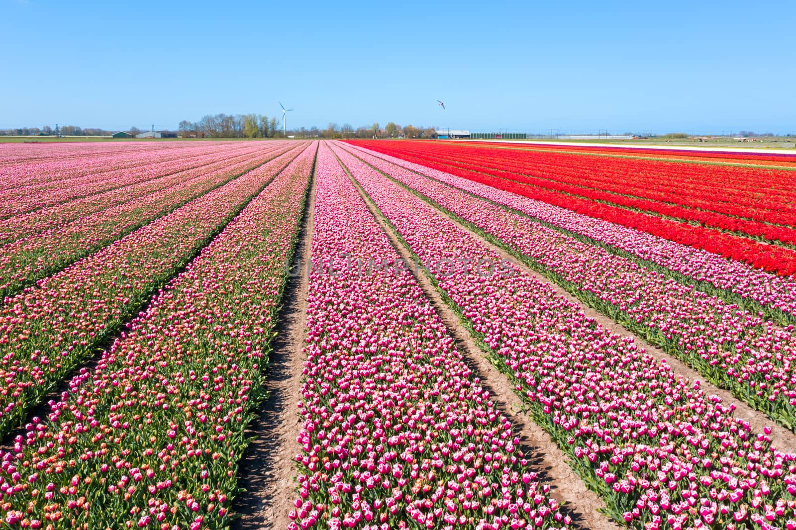 Aerial from blossoming tulip fields in the Netherlands