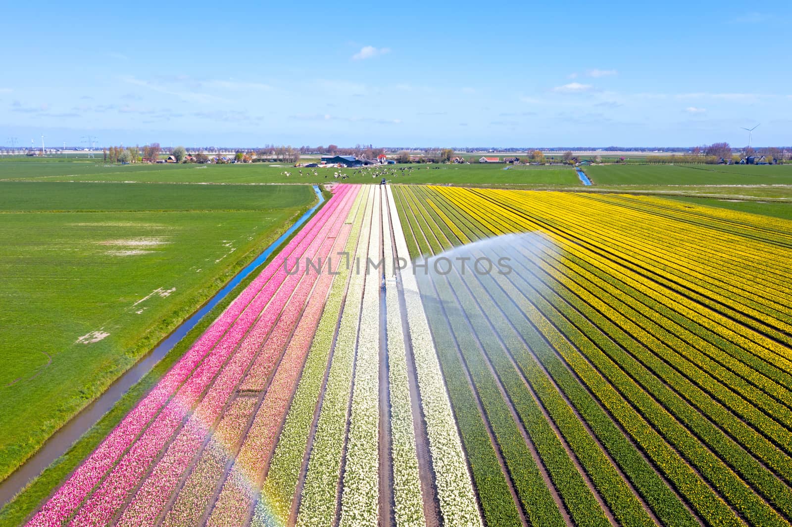 Aerial from water sprinkler in the tulip fields in the countryside from the Netherlands