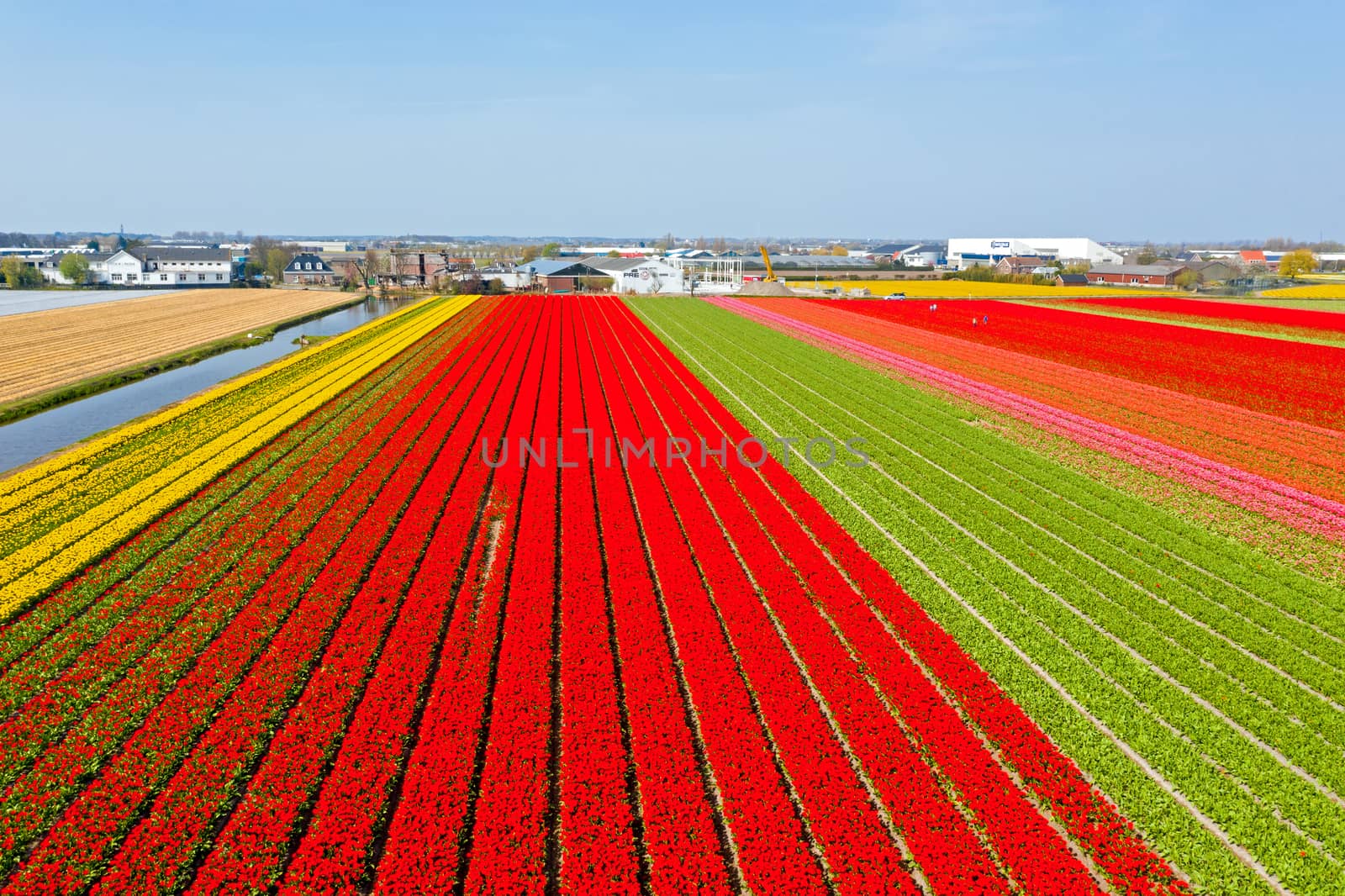 Aerial from blossoming tulip fields in the Netherlands