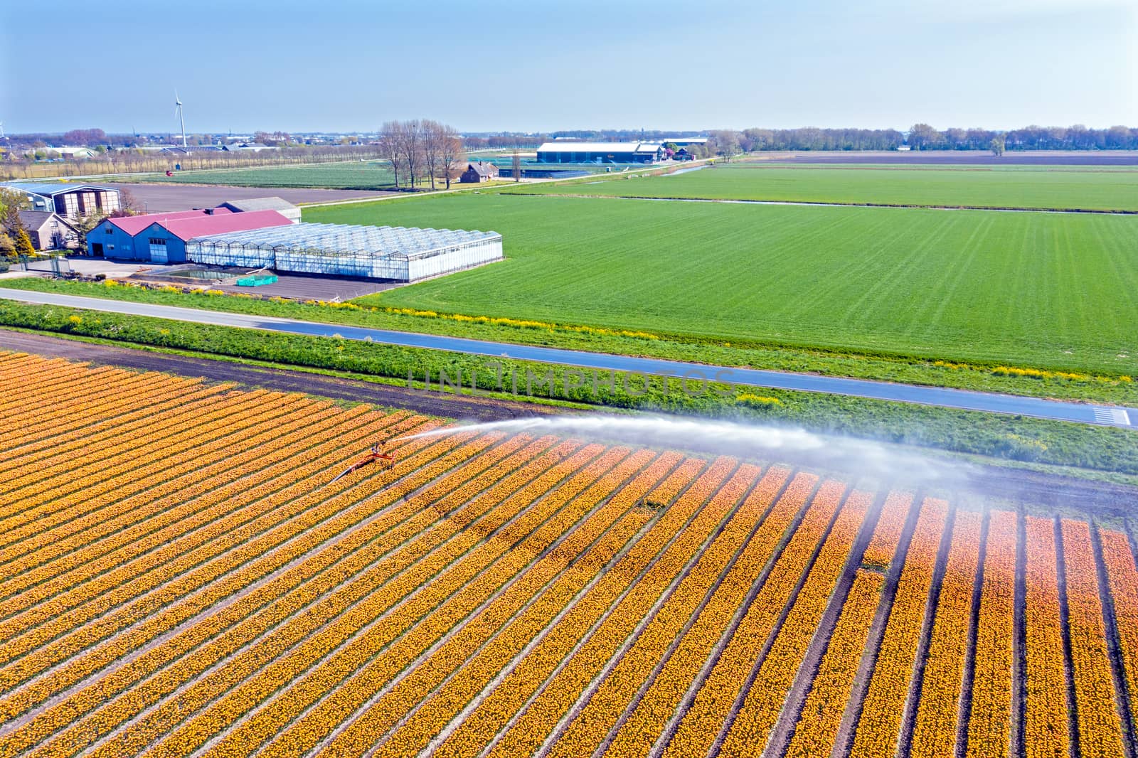 Aerial from blossoming tulip fields getting water sprinkled in the countryside from the Netherlands