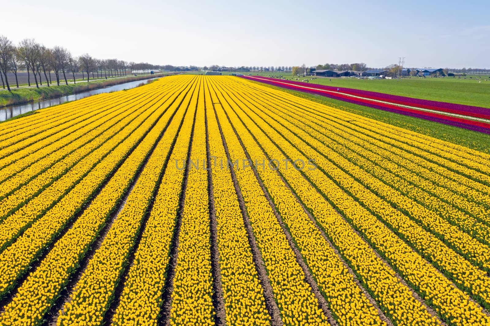 Aerial from blossoming tulip fields in the countryside from the Netherlands