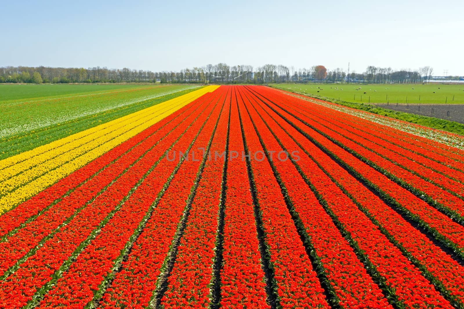 Aerial from blossoming tulip fields in the countryside from the Netherlands