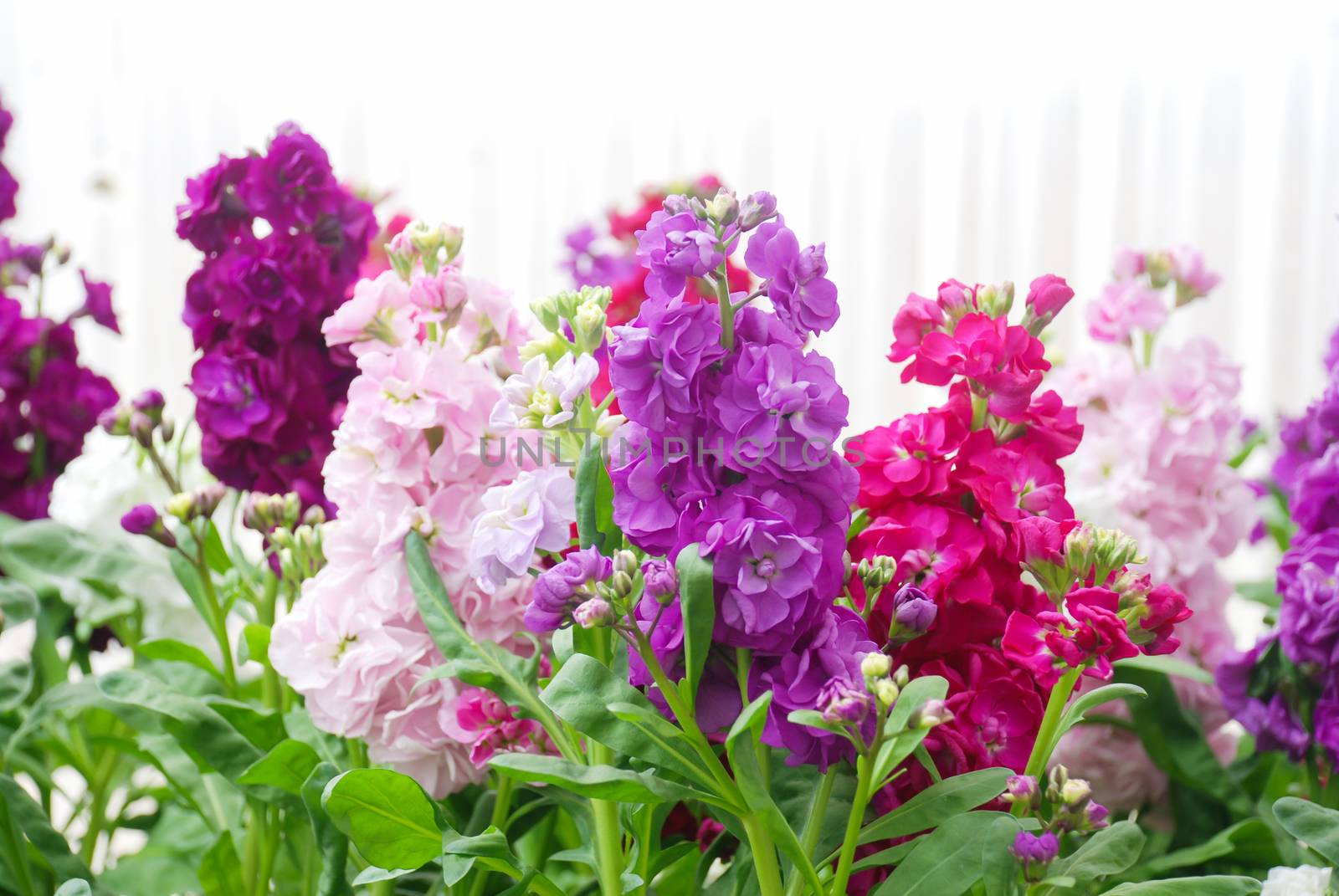 Matthiola incana flower, stock flowers, cut flowers in nursery by yuiyuize